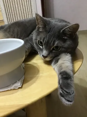 まどろむ午後のひととき