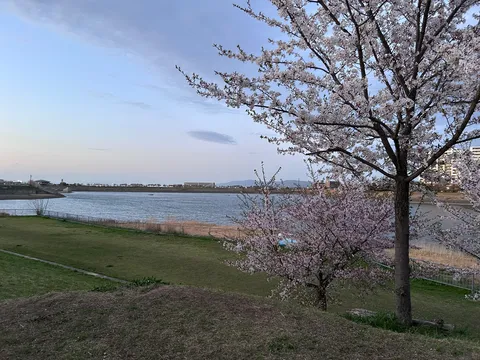 水辺に舞う桜の光