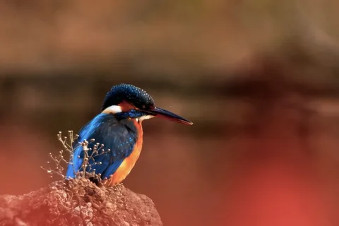 水辺の宝石、きらめく瞬間