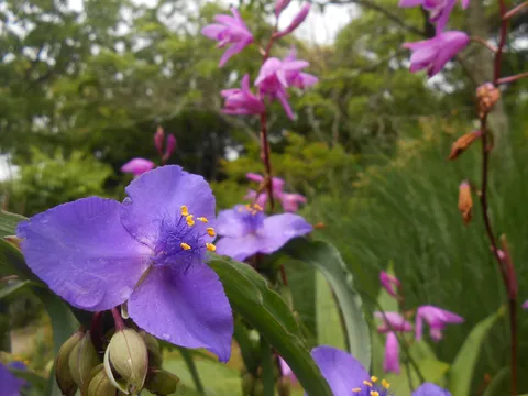 紫陽花のような、けれど違う個性