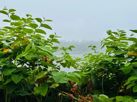 霧に煙る水辺の緑