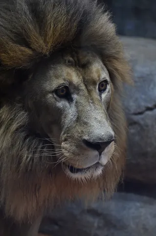 静寂を纏う百獣の王
