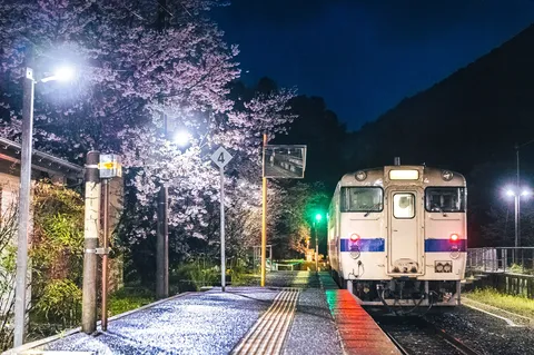 光彩に包まれる夜桜の駅