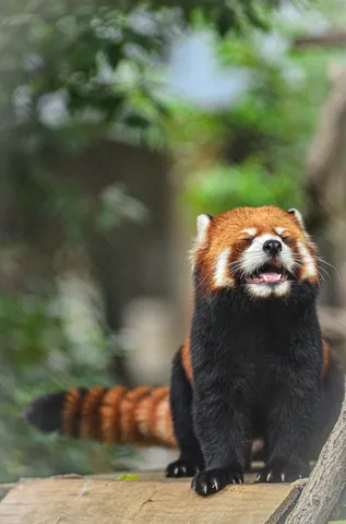 紅 panda's happy expression