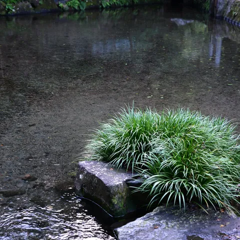静寂の水辺、緑の息吹