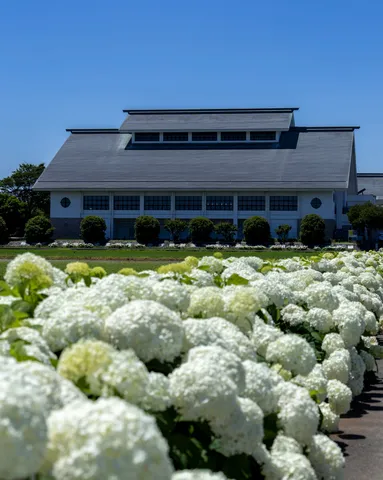 純白の花と佇む建築美
