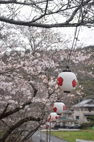 淡い桜と提灯の連なり