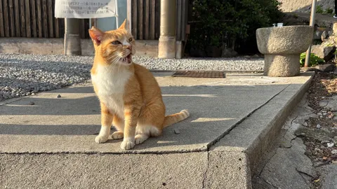 おしゃべり猫、日光浴