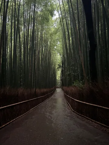 しっとりとした竹林の参道