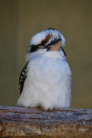 木の上のつぶやき鳥