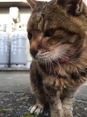 野良猫さん、何か企んでる？