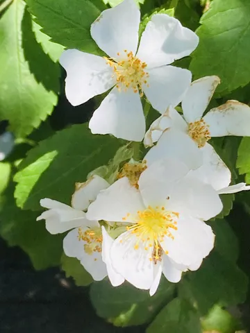 陽光に咲く白い花