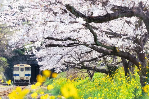 桜と菜の花、春の鉄路を行く