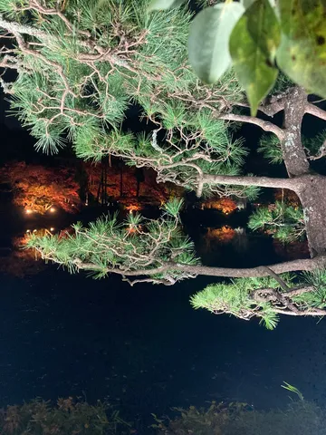 夜の松と水辺の静寂