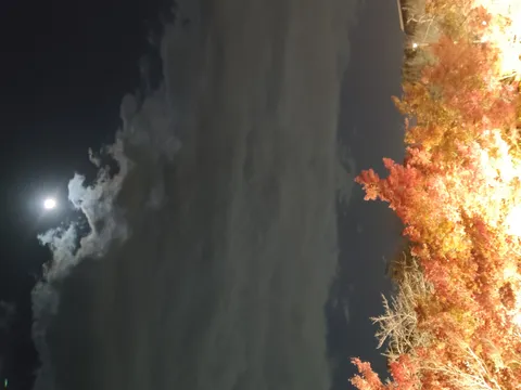 月明かりと紅葉の夜空
