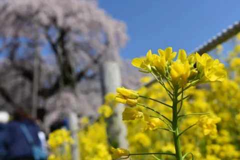 菜の花と桜の競演