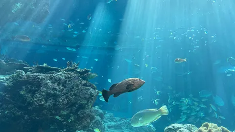 光の海と魚たちの時間