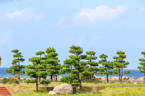 海風に揺れる松並木