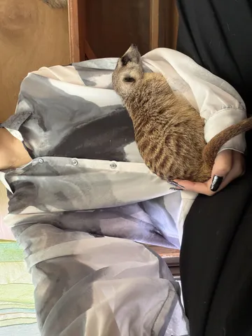 愛らしいミーアキャット
