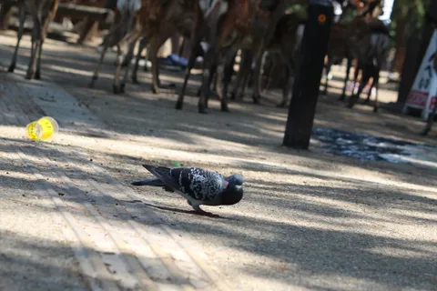 あれは鹿？