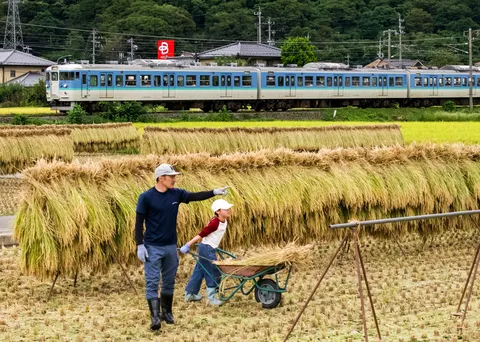稲架の向こうを走る列車