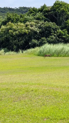 草原を駆ける小鹿