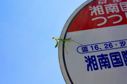カマキリとバス停の遭遇