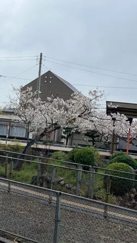 桜咲く静かな日常