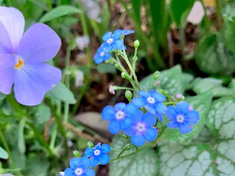 青い小花の愛らしい共演