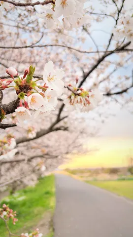 桜並木と春の道