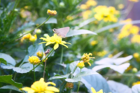 黄色い花に止まる蝶の一瞬