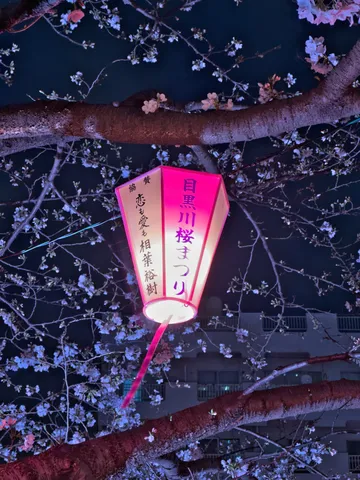 夜桜を照らす優しい光