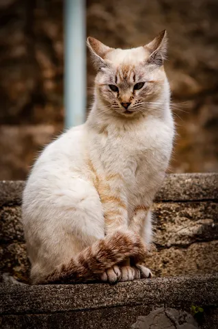 穏やかな日常の猫影