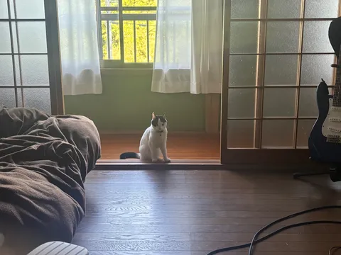静寂を破る、猫とギターの日常