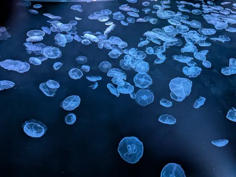 くらげの海にダイブ！