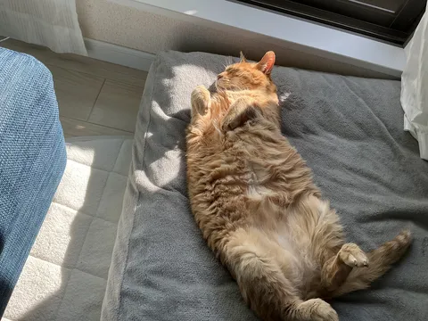 陽だまりでとろける猫のお昼寝