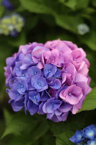 二色の紫陽花、グラデーションの魅力