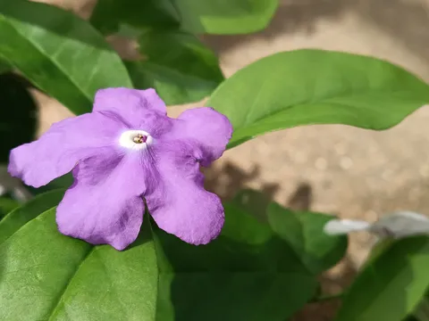 静寂に佇む紫の花