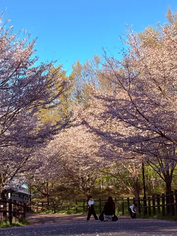 桜並木の青空散歩