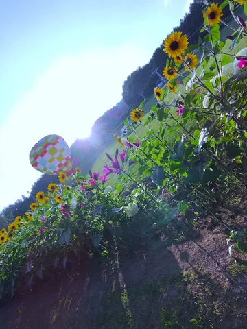 大空へ、ひまわりと気球の旅