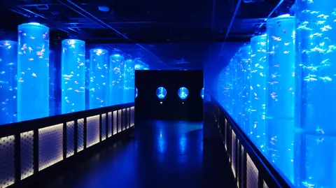 魚たちのナイトクルーズ