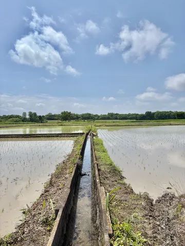 田園風景を彩る水路の道