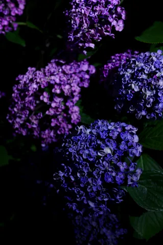 紫陽花の神秘的な夜