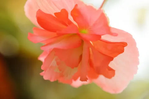 淡い光に揺れる花びら