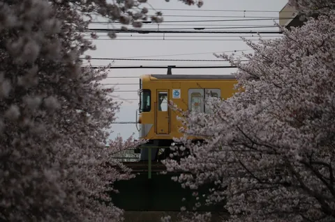 桜と旅する黄色い列車
