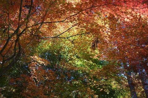 紅葉のグラデーションに息をのむ