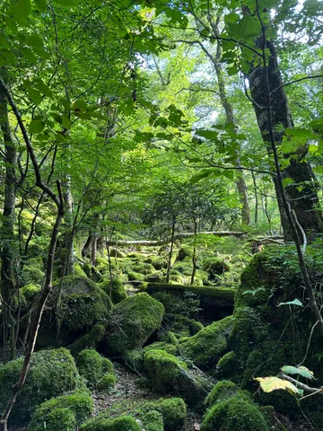 苔むす森の静寂