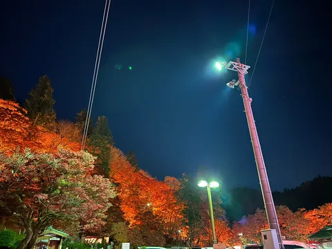 夜空に浮かぶ紅葉と電柱