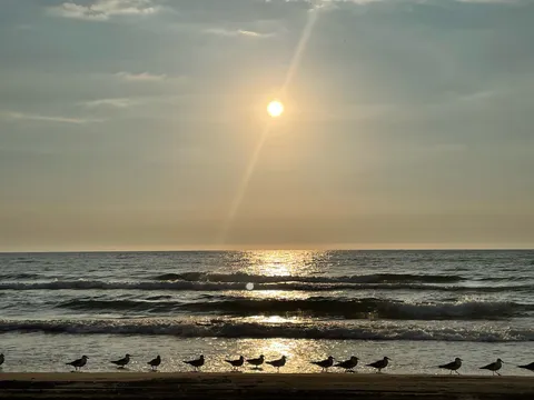 水平線に浮く夕日と鳥