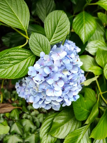 緑に映える青い紫陽花
